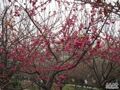 -西安青龙寺遗址景区