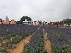 -松山湖梦幻百花洲
