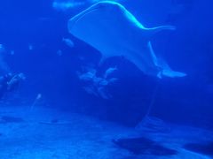 -烟台海昌鲸鲨海洋公园