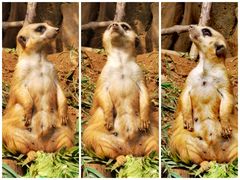 -青岛森林野生动物世界