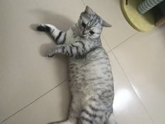 -瑞鹏宠物医院·夜间急症·心超·猫科(祖庙分店)