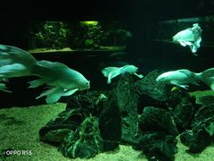 -秦皇岛乐岛海洋王国