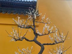 -无锡梅园公园