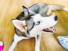 -Husky Go! 哈士奇体验馆·宠物咖啡厅狗咖