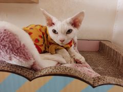 -猫腻·猫咖·撸猫馆(星光大道店)