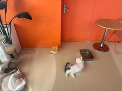 -三花喵·撸猫购宠·宠物生活馆(虹桥南丰城店)