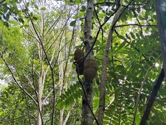 -西双版纳原始森林公园