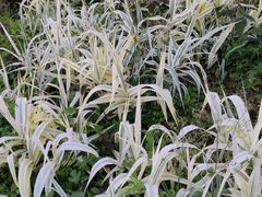 -洋湖国家湿地公园