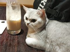 -滚猫咖啡·猫咖·猫友好撸猫(未来城店)