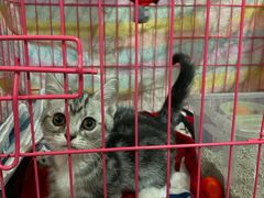 -欣宠猫屋·矮脚拿破仑·蓝金金渐层