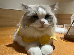 -滚猫咖啡·猫咖·猫友好撸猫(未来城店)