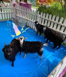 -萌宠亲子动物乐园(槐房万达店)