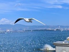 -海埂大坝