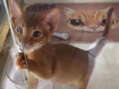 -糯米喵星人总部直营旗舰店·猫舍·幼猫出售