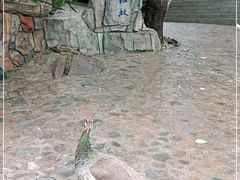 -燕塞湖鸟语林景区