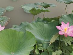-莲花池公园