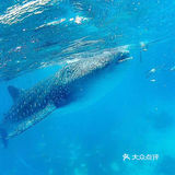 与鲸鲨共舞