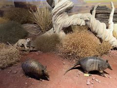 -陕西自然博物馆