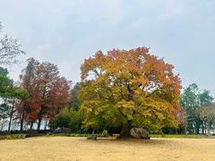 -东湖落雁景区