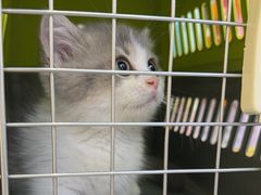 -小猫来了·猫咪专售(红山六九七九店)