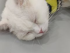 -糯米喵星人·撸猫猫舍咖啡馆(西市场嘉华店)