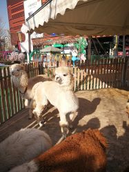 -萌宠亲子动物乐园(槐房万达店)