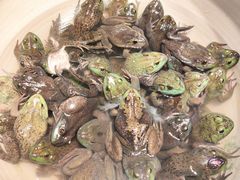 -鸽子窝(黄村店)