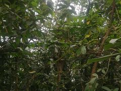-南山植物园