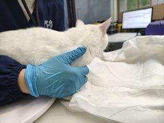 -爱妮康宠物医院·干细胞免疫细胞·肿瘤·心脏(张江店)