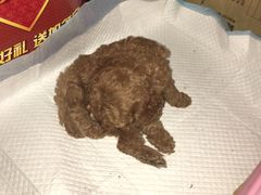 -芭比堂动物医院·犬猫全科·异宠专科(雁塔分院)
