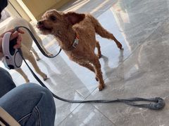 -芭比堂动物医院·CT·微创中心(新顺分院)