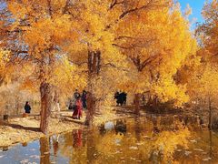 -金塔沙漠胡杨林景区