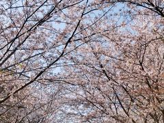 -高东镇樱花园