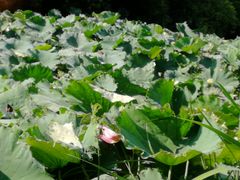 -艾溪湖湿地公园