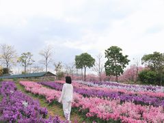 -天适樱花悠乐园