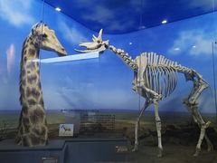 -国家自然博物馆