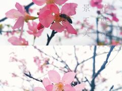 -天适樱花悠乐园