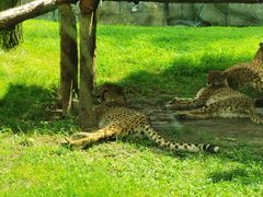 -北京野生动物园