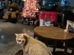 -咖法森林·咖啡  酒吧(天河店)