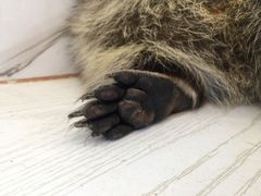 -浣熊柯尔鸭土拨鼠·电玩咖