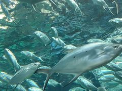 -上海海洋水族馆