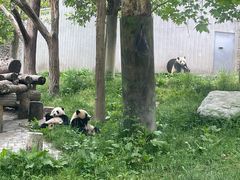 -卧龙中华大熊猫苑神树坪基地