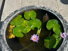 -深圳仙湖植物园