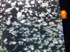 -太平洋海底世界