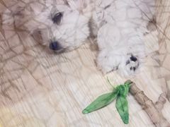 -momokira米努特·德文卷毛猫·棉花面纱犬