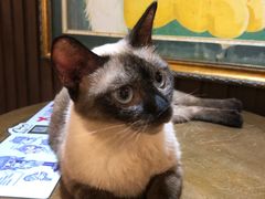 -more than meow吴止猫主题餐厅(承德 中船汇店)