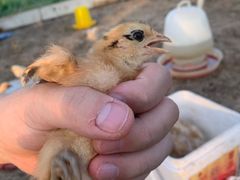 -同銮特种养殖场·龙虾垂钓