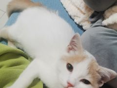 -lincat·猫舍(广州店)