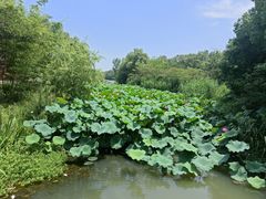 -昆山城市生态森林公园