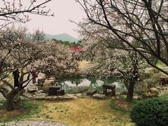 -香雪海